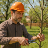 Élagage léger / petit arbre