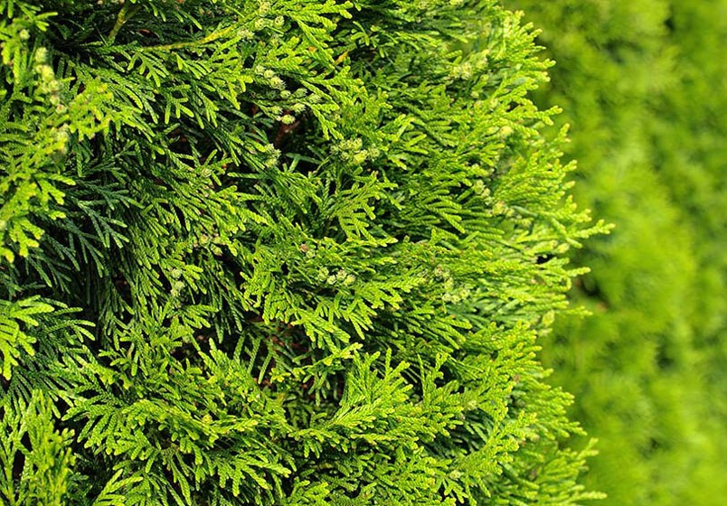 Tout savoir sur le thuya : entretien, taille et alternatives durables